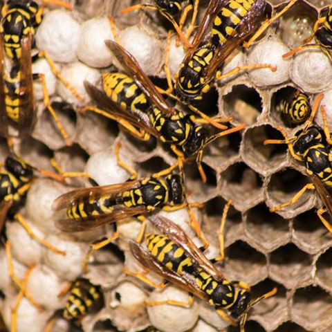 pest-control-wasp-nest